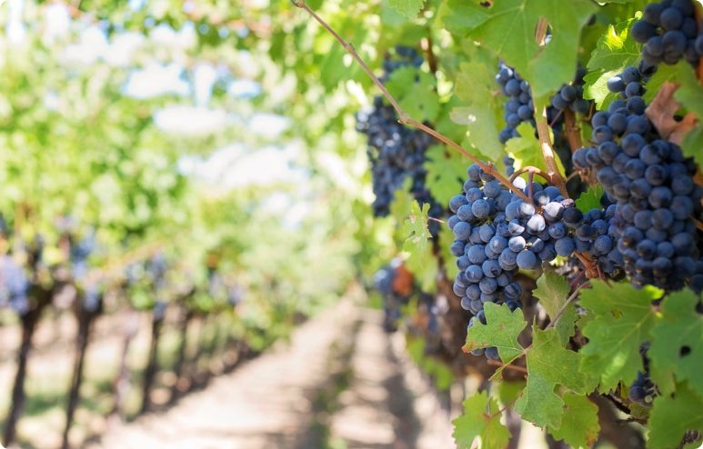 Biodynamic is a Choice - Biodynamic Wine & Products 4 purple grapes vineyard napa valley napa vineyard 39351 1 - La Marronaia - biodynamic