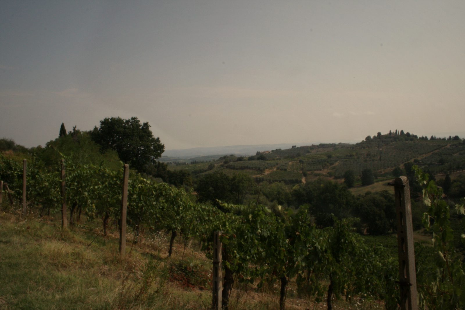 Our vineyards