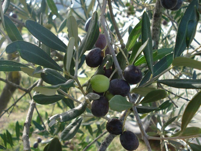 Tuscan olives on a branch