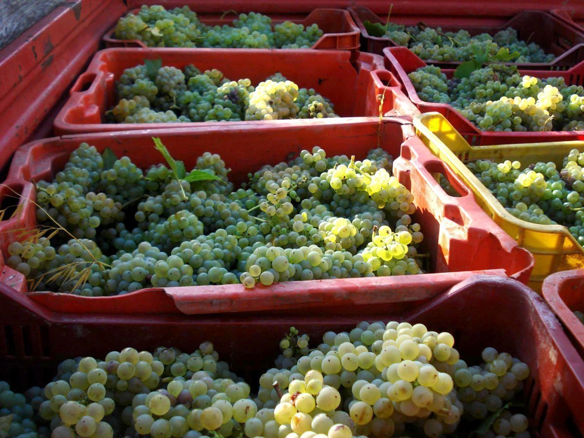 Organic grapes