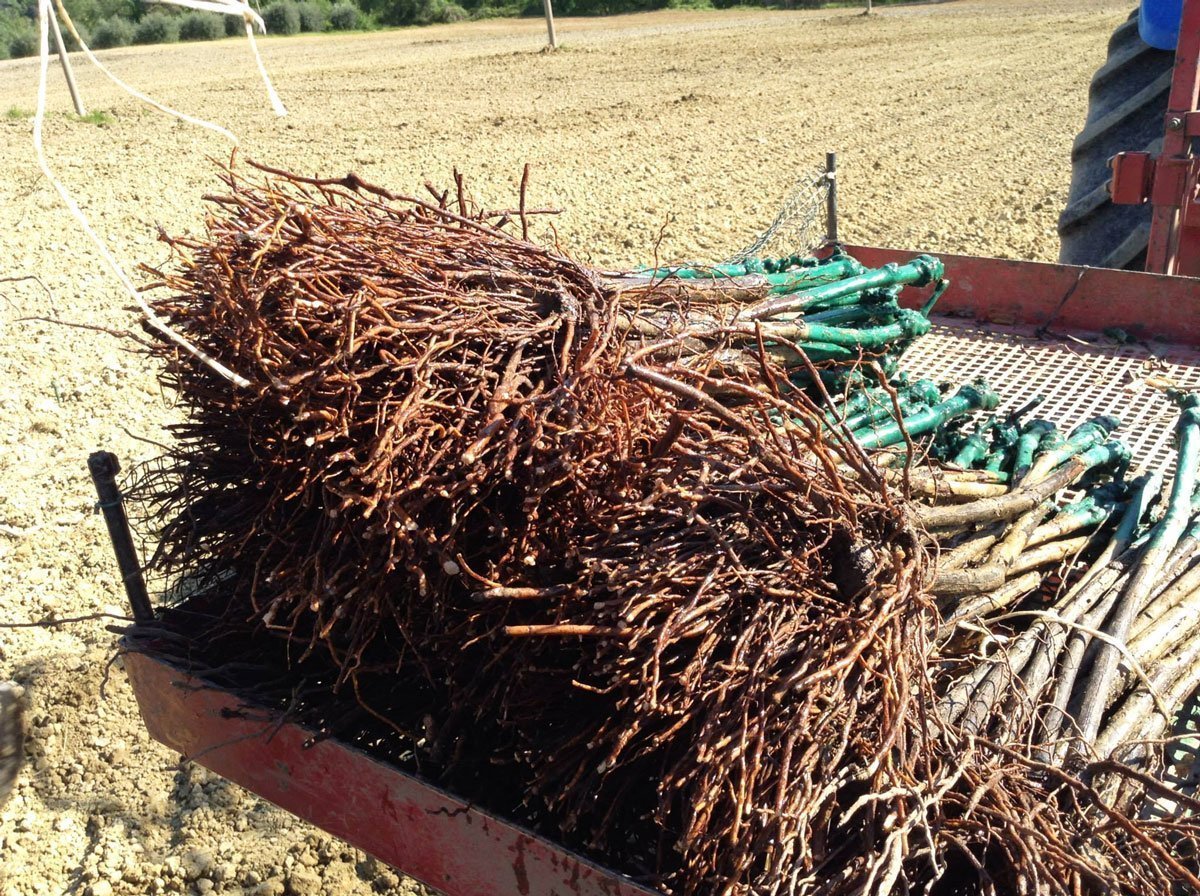 Organic vine roots