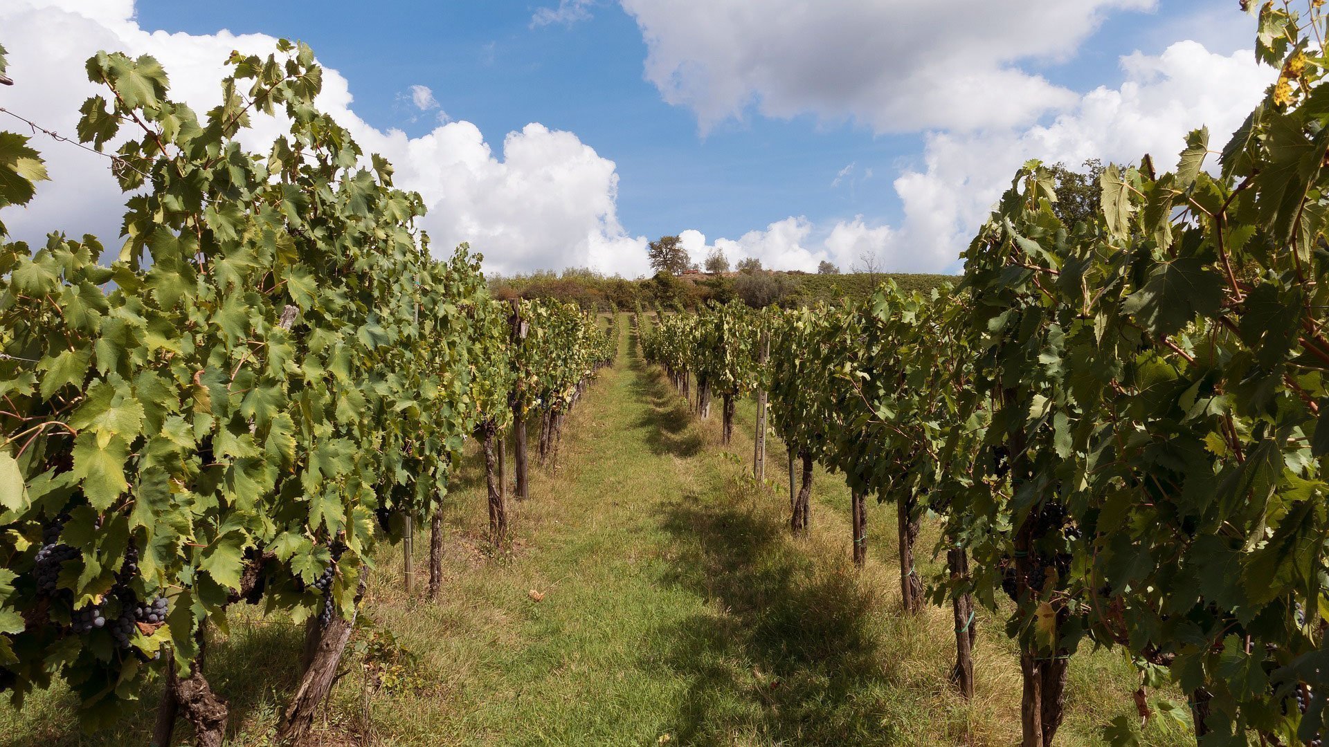 Chianti region
