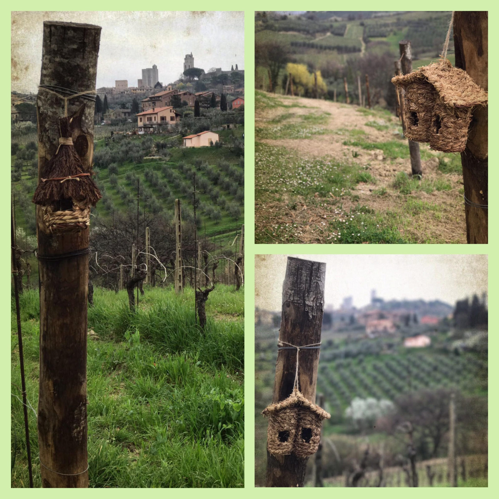 casette - La Marronaia - Birdhouses in the Vineyards