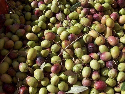 Olea europaea g2 res - La Marronaia - extra virgin olive oil