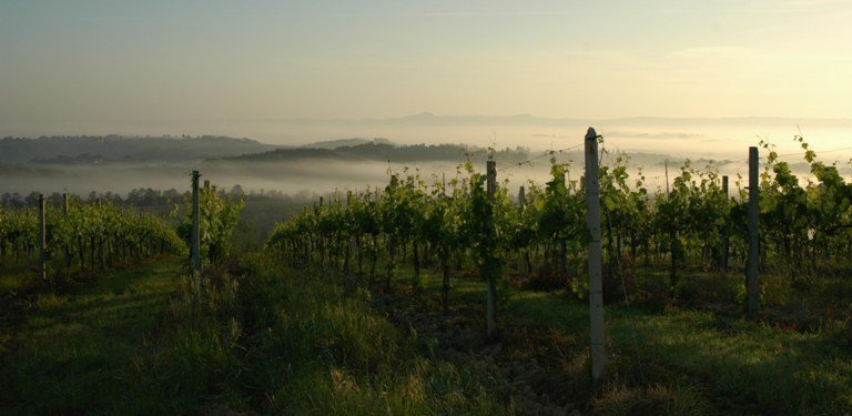 Our Story 2 VIGNA-podere-la marronaia