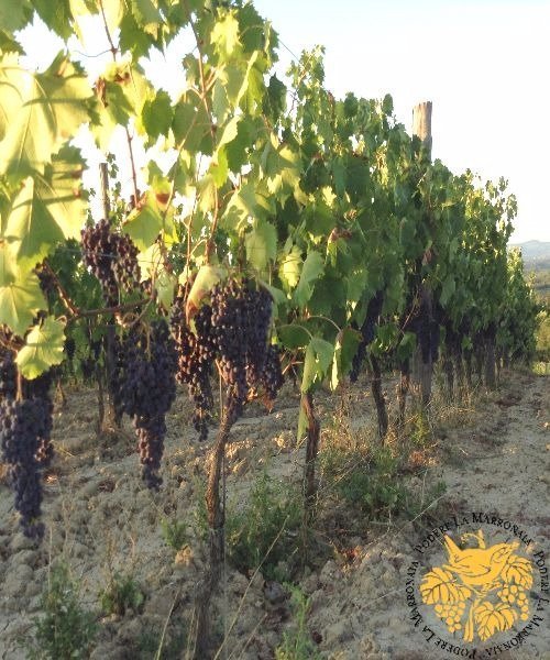 Sangiovese: The wine of the gods