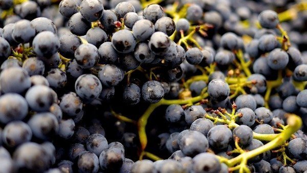grapes-2104075_1920 res