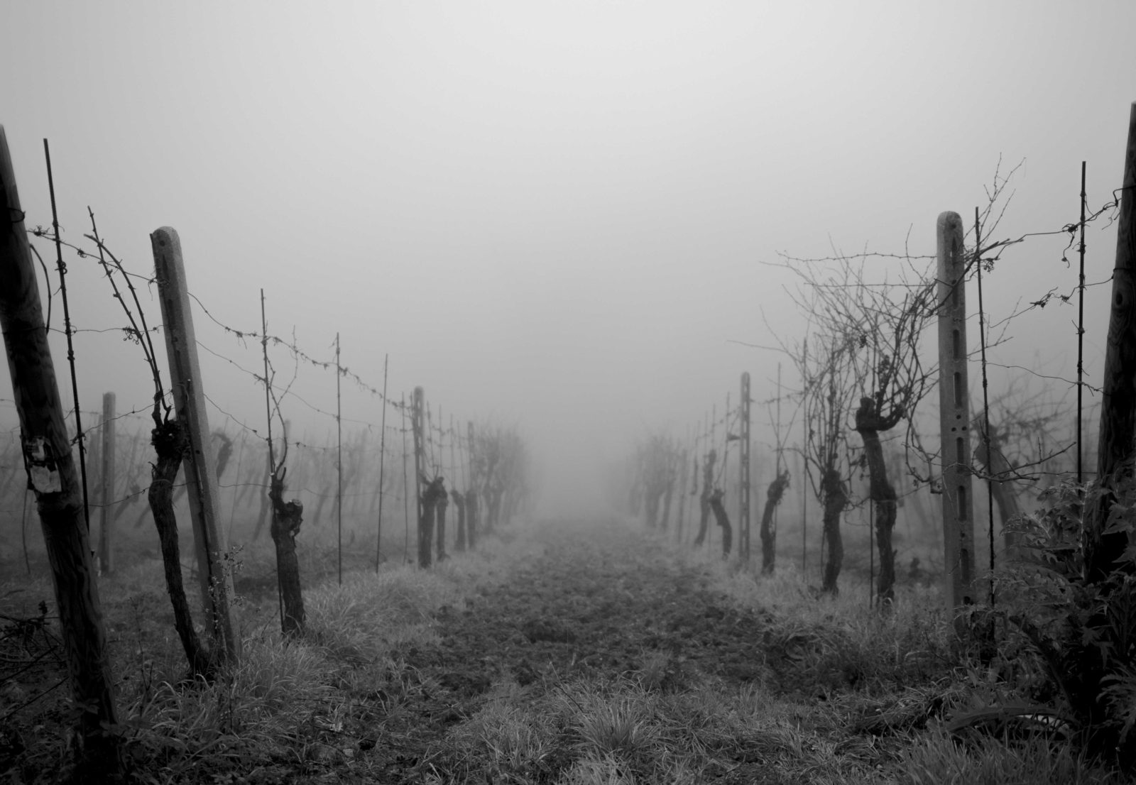 Podere-La-Marronaia-Vigna-con-Nebbia