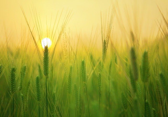 Nature: Biodynamic Agriculture is based on the natural envirorment