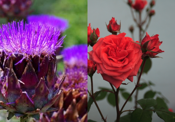 8 Things That You Need to Understand About Biodynamic Agriculture 8 biodinamic 8 - La Marronaia -