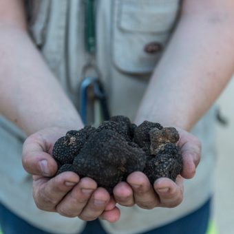 Truffle Cooking class & Truffle Hunting Experience in Tuscany