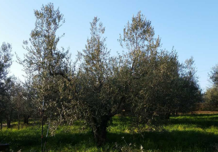 What's The Polyconic Vase Pruning Method? 2 Progetto senza titolo 3 - La Marronaia -
