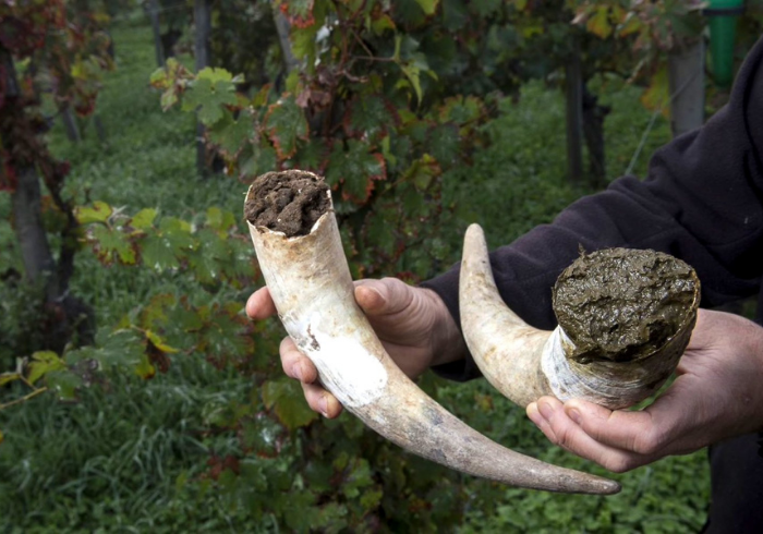 Biodynamic Agriculture - The "cow horn 500", which is also known as "preparation 500"