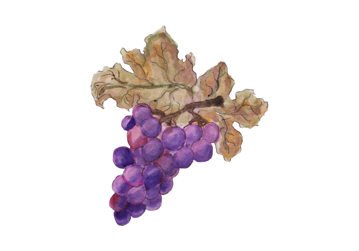 10 Benefits of Drinking Wine 2 10 Benefits OF DRINKING RED WINE