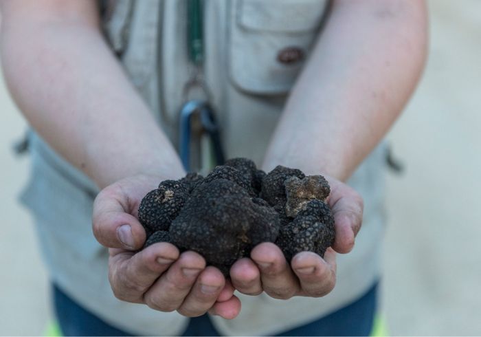 Black truffle Tuscany