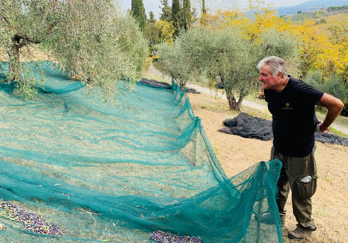 Progetto senza titolo 38 - La Marronaia - olive oil crop