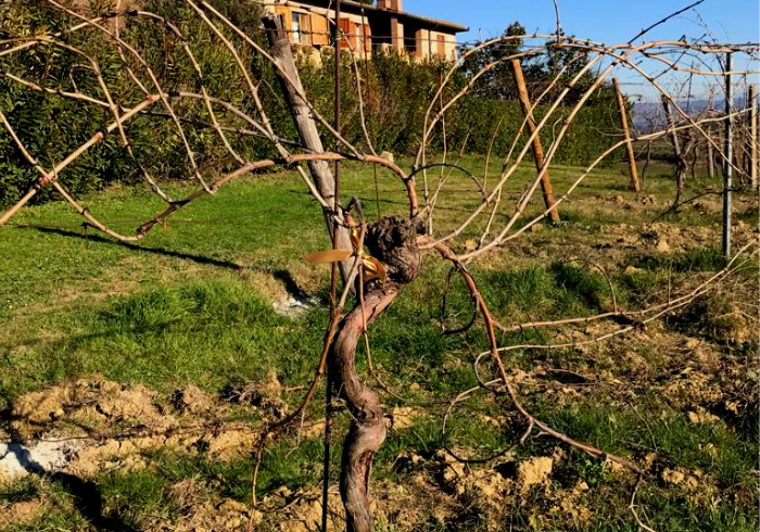 vine pruning san gimignano