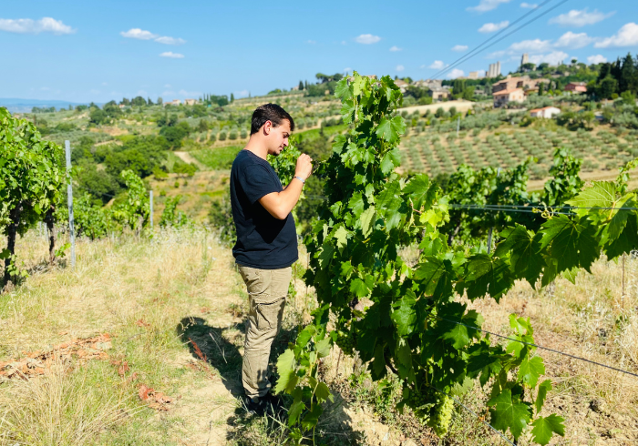 Vine Pruning 2022 - All you have to know, best practices 4 pietro marronaia vine pruning san gimignano