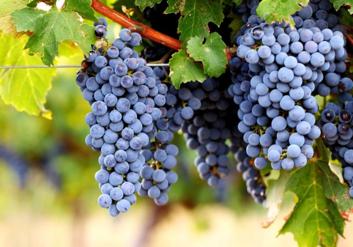 Cabernet Franc vs Cabernet Sauvignon - Find Our the Differences 4 Progetto senza titolo 2 - La Marronaia - Cabernet Franc