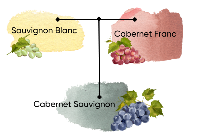 Sauvignon Blanc - La Marronaia - Cabernet Franc
