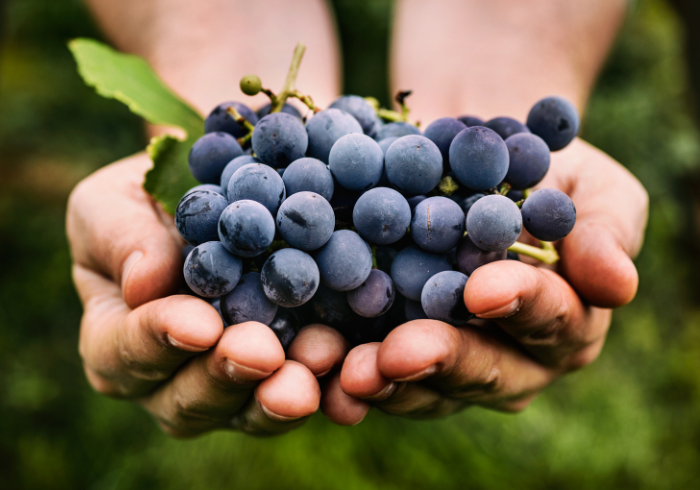 Why Wine Sometimes taste like Vinegar? 6 prevent becoming vinegar - La Marronaia -
