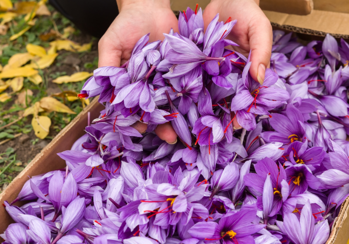 Saffron of San Gimignano