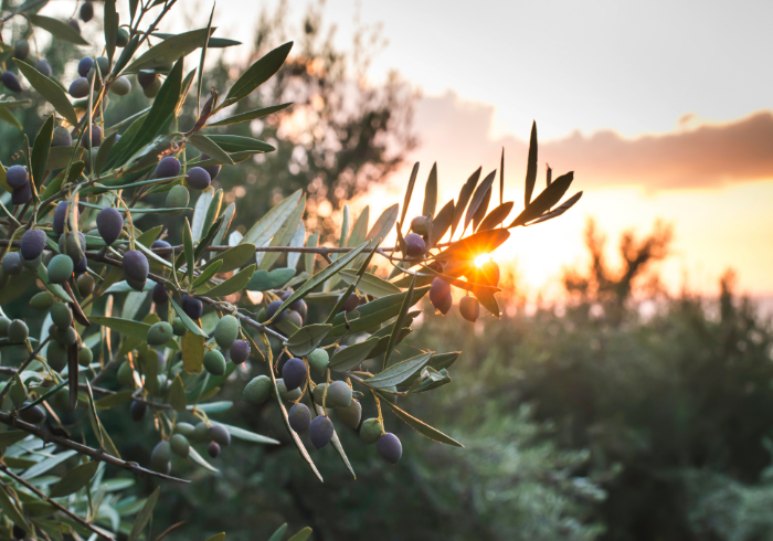 The History of Olive Oil 7 ecia 6 - La Marronaia -
