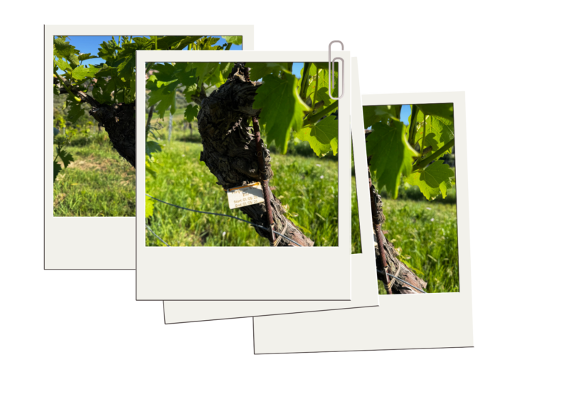 Vine Adoption 3 Vine 2 - La Marronaia -