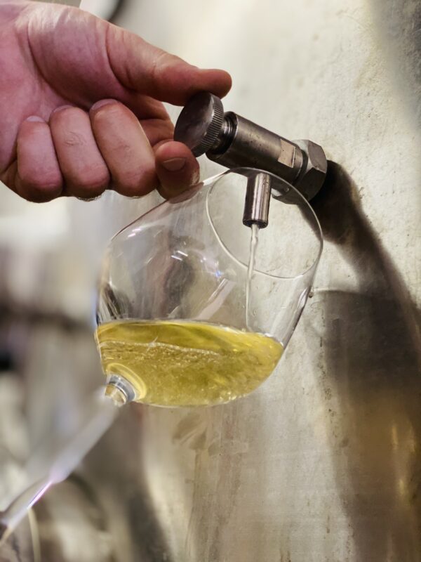 Vernaccia di San Gimignano: a white wine guide 1 Vernaccia di San Gimignano